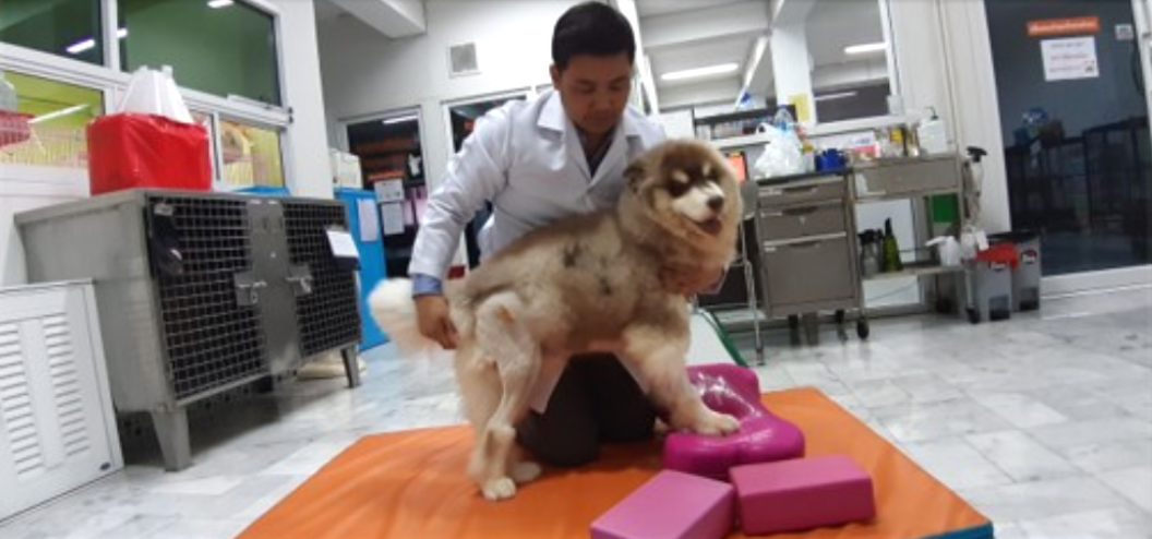 ฟหกๆๆ ฟหกๆๆ