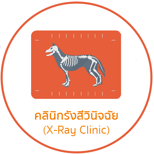 X-Ray