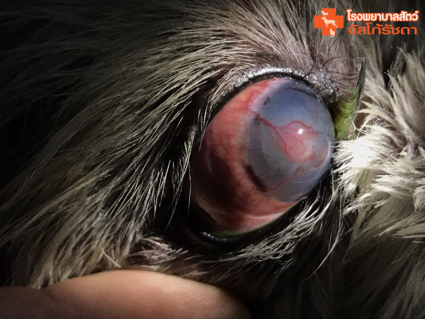 เมื่อน้องหมาน้องแมวตาแดง - Jusco Ratchada Animal Hospital