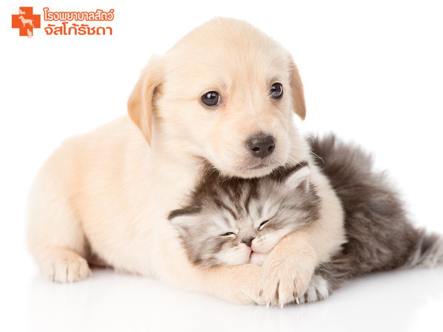 แพ็กเกจวัคซีนสำหรับลูกสุนัขและลูกแมว